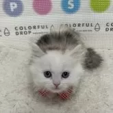 ミヌエット(短足)