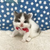 ブリティッシュロングヘア