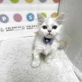 ミヌエット(短足)【鳥取県・男の子・2025年7月17日・クリームホワイト】の写真1