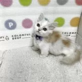 ミヌエット(短足)【鳥取県・男の子・2025年7月17日・クリームホワイト】の写真3