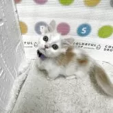 ミヌエット(短足)【鳥取県・男の子・2025年7月17日・クリームホワイト】の写真4