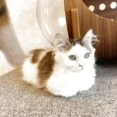 ミヌエット(短足)【鳥取県・男の子・2025年5月14日・ブラウンホワイト】の写真6