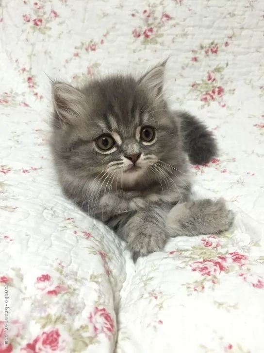 ID:1608-00097の子猫