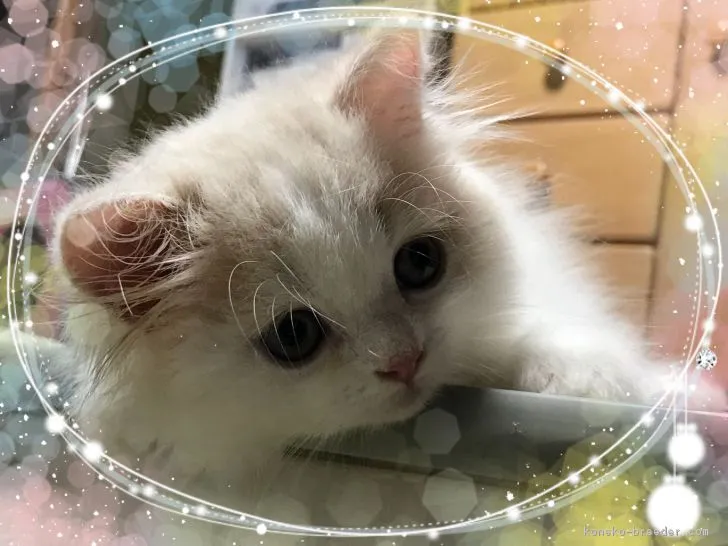 kurin 1717 様のお迎えした子猫