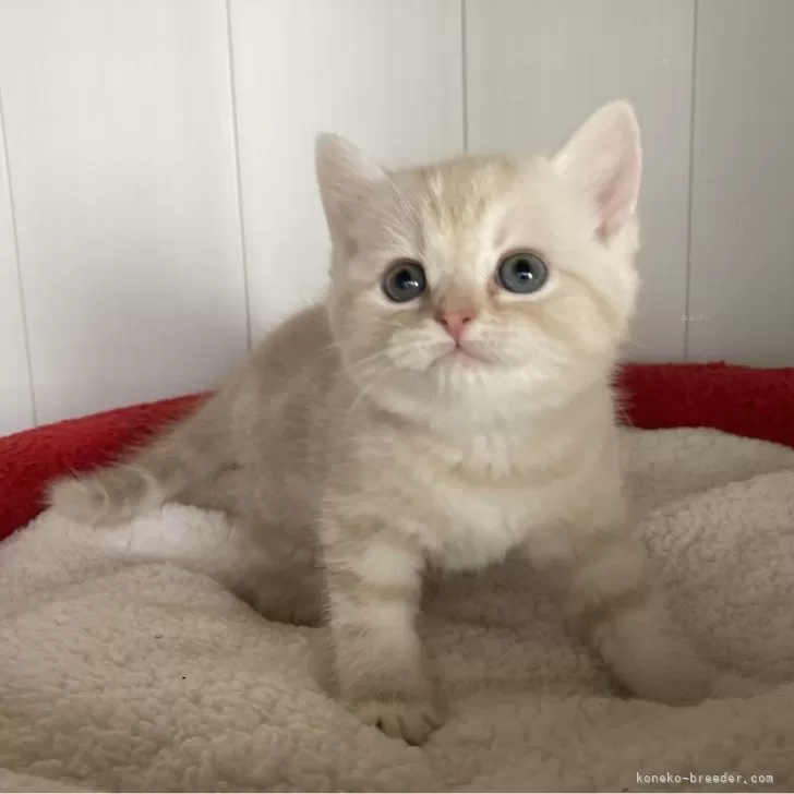 ID：2410-03450の子猫