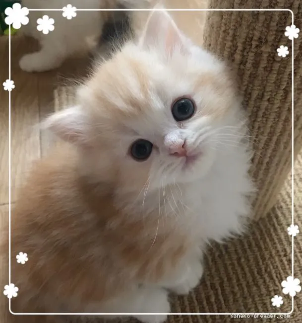 ID：2004-01707の子猫