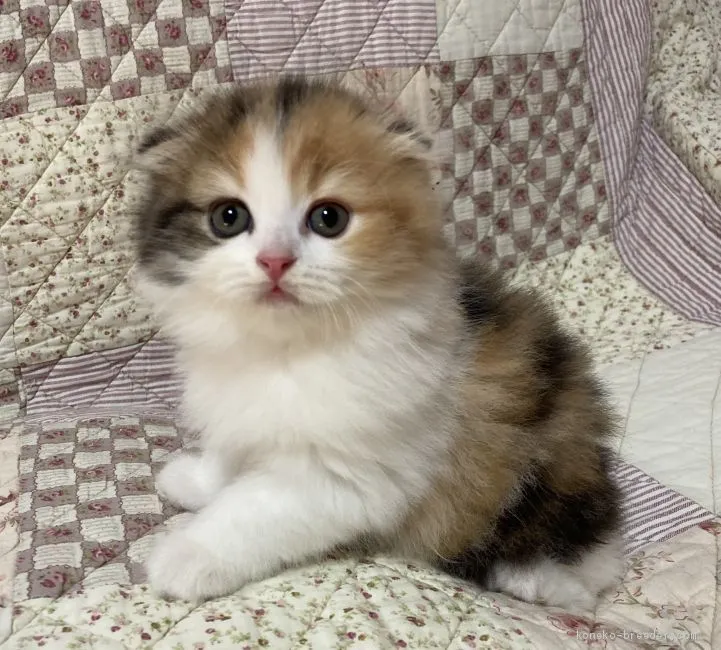 ID:2008-01224の子猫