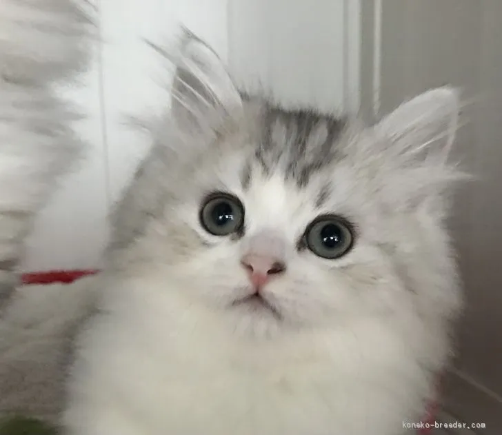 ID:2103-00481の子猫