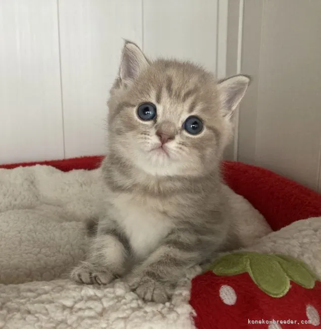 ID：2206-00244の子猫