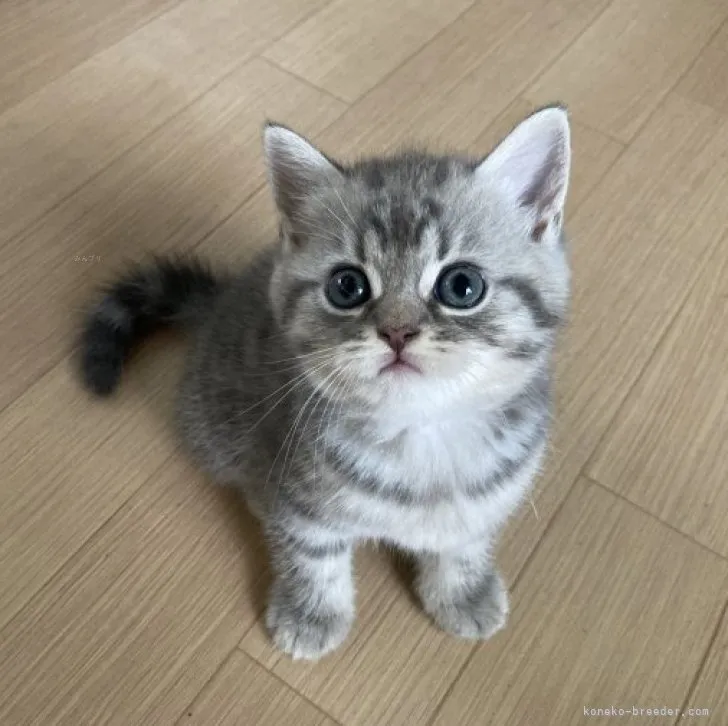 ID：2309-00850の子猫