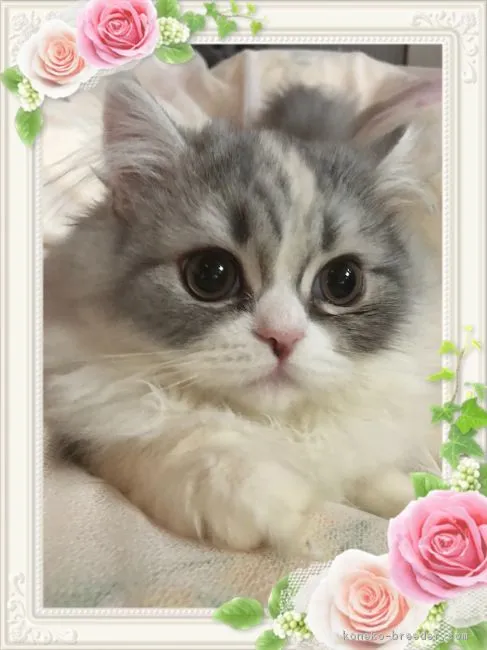 ID:1710-01222の子猫
