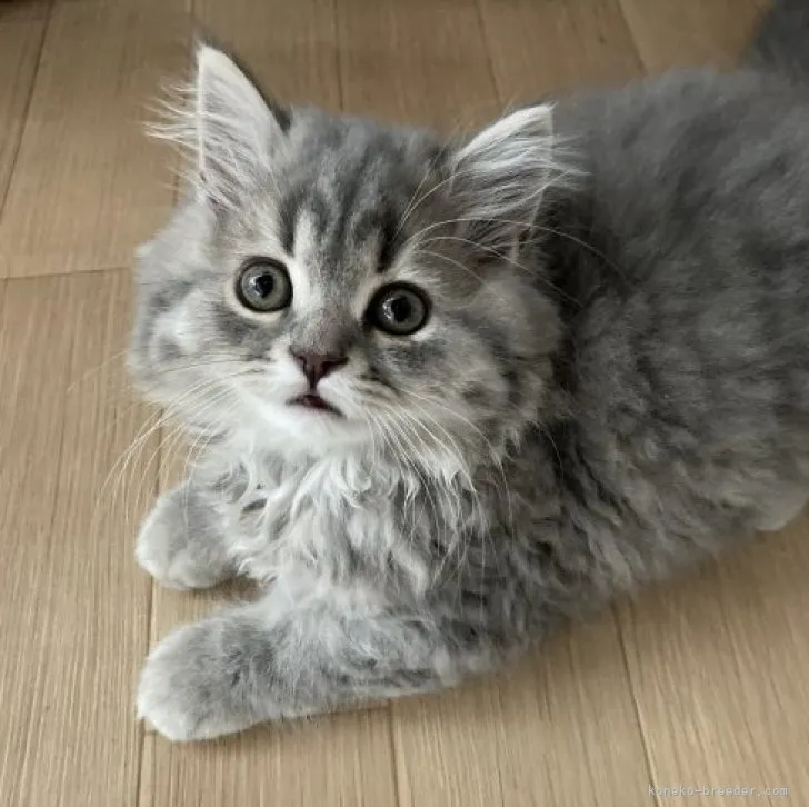 ID:2305-02356の子猫
