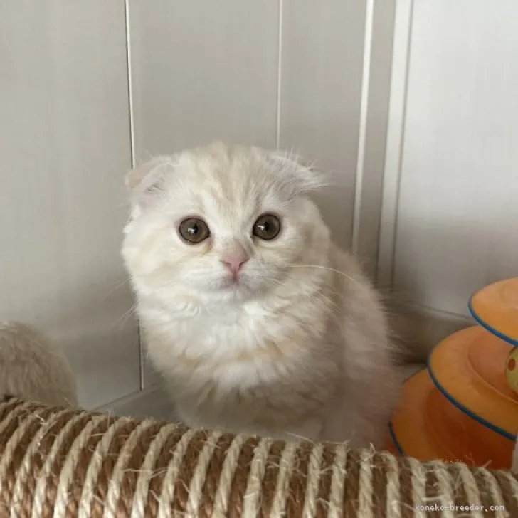 ID：2309-02452の子猫