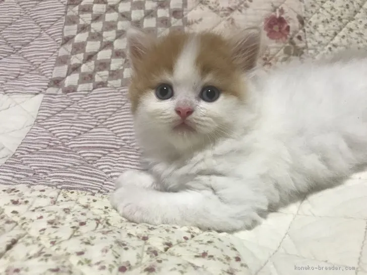 ID：1907-01667の子猫
