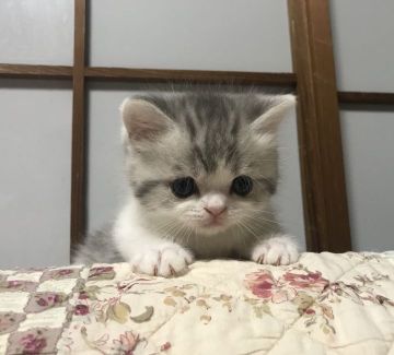 スコティッシュフォールド(立ち耳)【富山県・男の子・2019年5月28日・ブルータビー&ホワイト（ショート）】の写真「タレ目な僕」