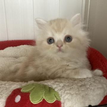 スコティッシュフォールド(立ち耳)【富山県・男の子・2022年9月22日・レッドシルバータビー&ホワイト（ロング）】の写真「明るいカラーの可愛い男の子」