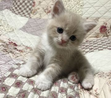 スコティッシュフォールド(立ち耳)【富山県・男の子・2019年6月27日・クリームタビー&ホワイト（ショート）】の写真「好奇心旺盛です」