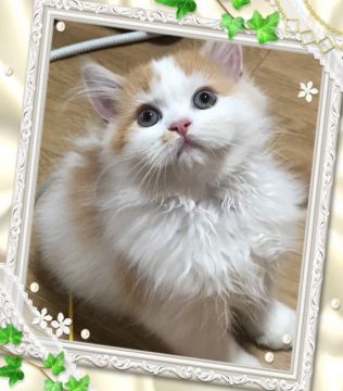 スコティッシュフォールド(立ち耳)【富山県・女の子・2019年8月3日・レッドタビー&ホワイト（ロング）】の写真「日時限定、東京駅まで送料込み」