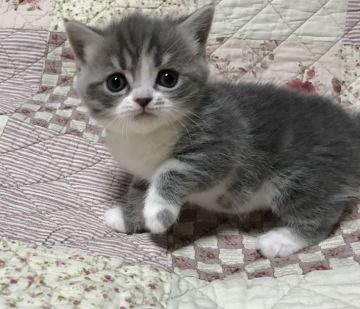 スコティッシュフォールド【富山県・女の子・2017年1月7日・ブルータビー&ホワイト（ショート）】の写真「まん丸なお顔で、しっかりとした骨格です」