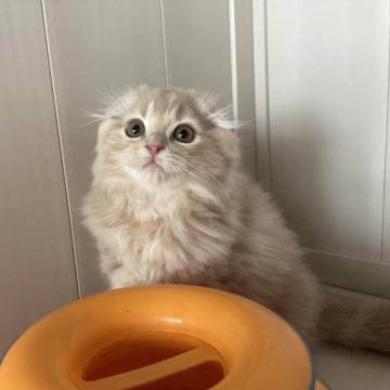 スコティッシュフォールド(折れ耳)【富山県・男の子・2022年9月22日・クリームタビー（ロング）】の写真「クリクリお目目の可愛い男の子」