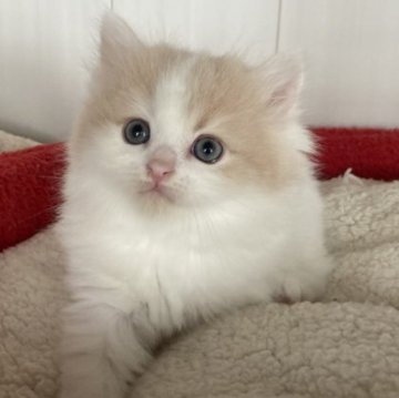 スコティッシュフォールド(立ち耳)【富山県・男の子・2023年4月11日・クリームタビー&ホワイト】の写真「綺麗なカラーです」