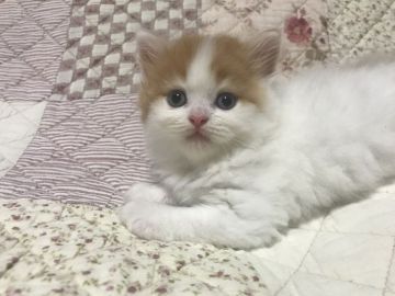 スコティッシュフォールド(立ち耳)【富山県・男の子・2019年6月27日・レッドタビー&ホワイト（セミロング）】の写真「ハチワレのバンタイプ」