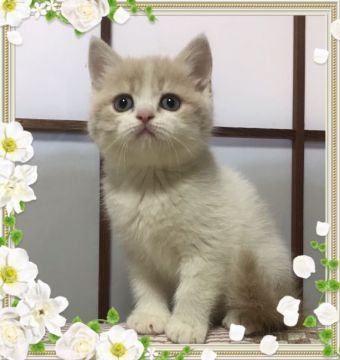 スコティッシュフォールド(立ち耳)【富山県・男の子・2019年1月18日・クリーム&ホワイト（ショート）】の写真「まん丸お顔の可愛い子です」