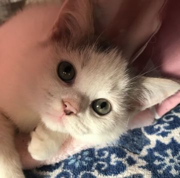 スコティッシュフォールド(立ち耳)【富山県・男の子・2019年8月3日・ブルータビー&ホワイト（ショート）】の写真「ちょっとカツラっぽいカラーが愛嬌」