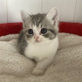 スコティッシュストレート