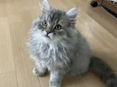 スコティッシュフォールド(立ち耳)【富山県・男の子・2023年4月12日・】の写真2「7/11」