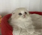 スコティッシュフォールド(折れ耳)【富山県・男の子・2022年9月22日・レッドシルバータビー&ホワイト】の写真2