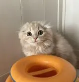 スコティッシュフォールド(折れ耳)【富山県・男の子・2022年9月22日・クリームタビー】の写真3「12/18撮影」