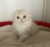 スコティッシュフォールド(折れ耳)【富山県・男の子・2022年9月22日・レッドシルバータビー&ホワイト】の写真3