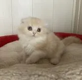 スコティッシュフォールド(折れ耳)【富山県・男の子・2022年9月22日・レッドシルバータビー&ホワイト】の写真4