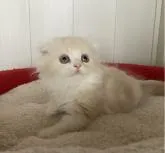 スコティッシュフォールド(折れ耳)【富山県・男の子・2022年9月22日・レッドシルバータビー&ホワイト】の写真5