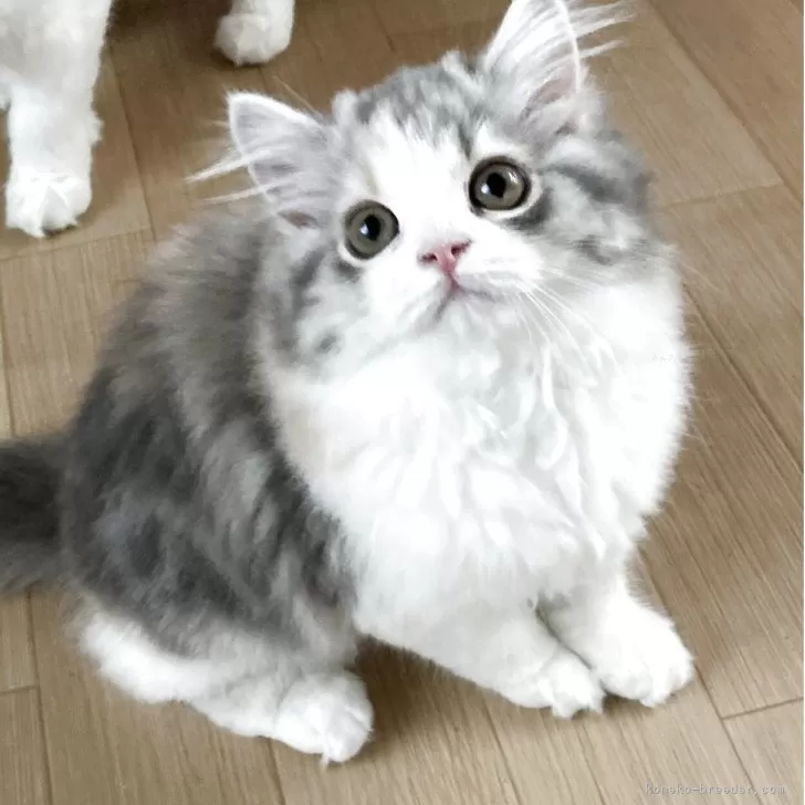 ID：2507-01081の子猫