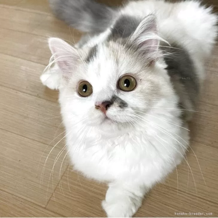 ID：2506-00241の子猫