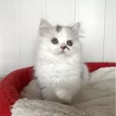 スコティッシュストレート