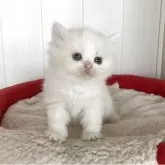 スコティッシュストレート