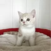 スコティッシュストレート