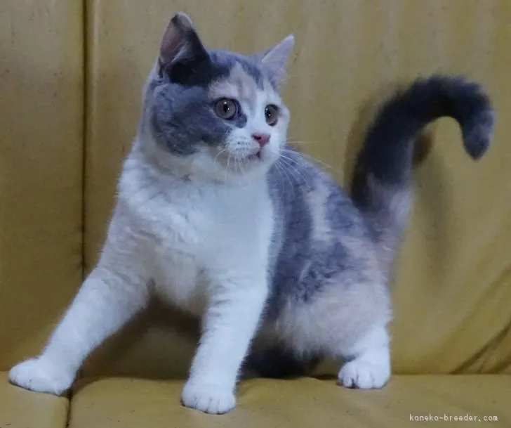ID：1808-00802の子猫