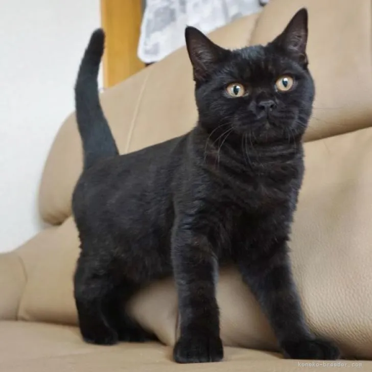 ID:2204-03071の子猫