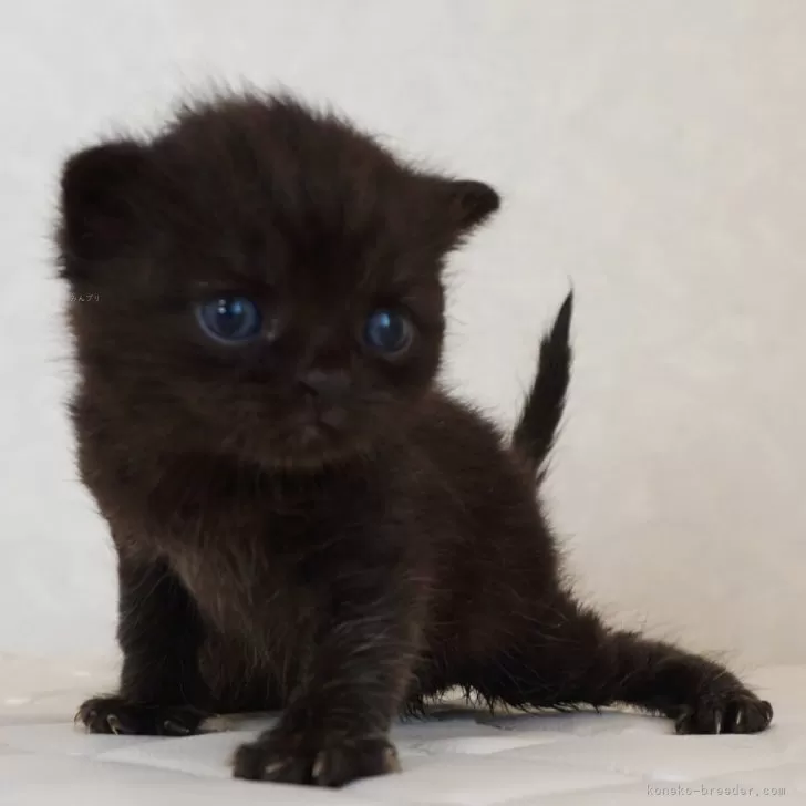 MOGU 様のお迎えした子猫