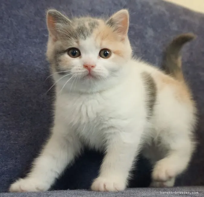 ID:2112-01176の子猫