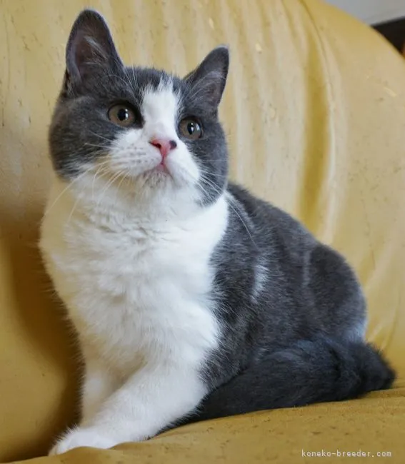 ID:2105-00930の子猫