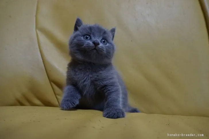 ID：1806-00627の子猫