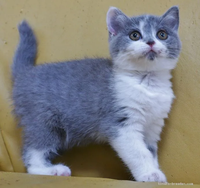 ID:2102-00016の子猫