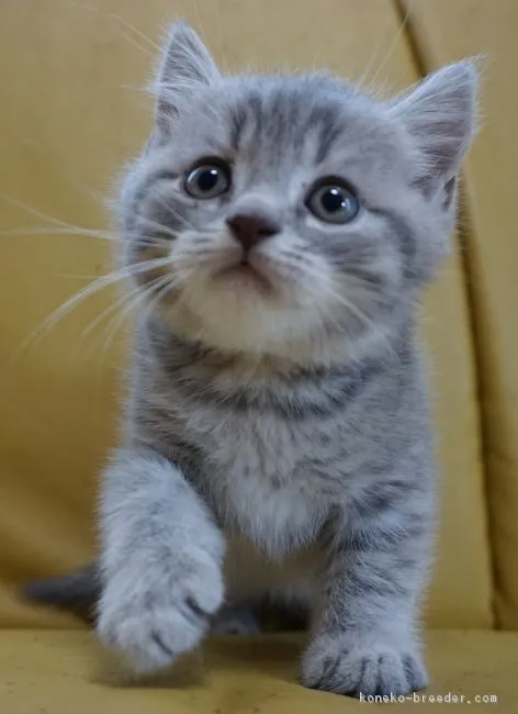 ID：1807-01636の子猫