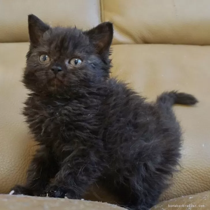 アンちゃん 様のお迎えした子猫