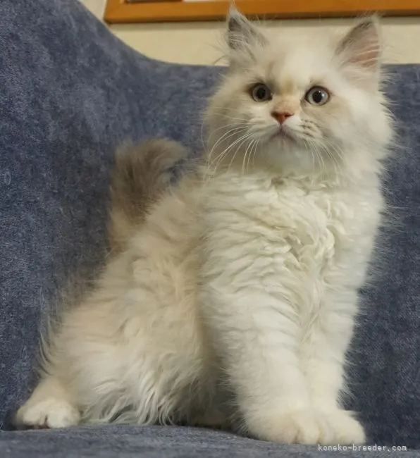 ID:2202-00147の子猫